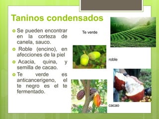 Taninos condensados
 Se pueden encontrar
en la corteza de
canela, sauco.
 Roble (encino), en
afecciones de la piel
 Acacia, quina, y
semilla de cacao.
 Te verde es
anticancerigeno, el
te negro es el te
fermentado.
Te verde
cacao
roble
 