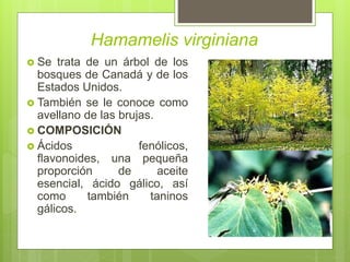 Hamamelis virginiana
 Se trata de un árbol de los
bosques de Canadá y de los
Estados Unidos.
 También se le conoce como
avellano de las brujas.
 COMPOSICIÓN
 Ácidos fenólicos,
flavonoides, una pequeña
proporción de aceite
esencial, ácido gálico, así
como también taninos
gálicos.
 