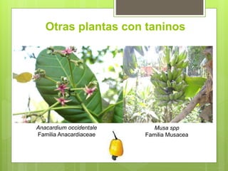 Otras plantas con taninos
Musa spp
Familia Musacea
Anacardium occidentale
Familia Anacardiaceae
 