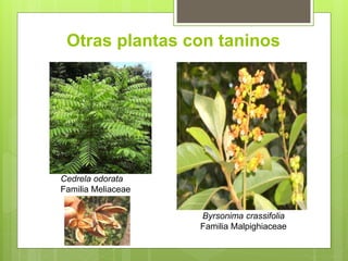 Otras plantas con taninos
Byrsonima crassifolia
Familia Malpighiaceae
Cedrela odorata
Familia Meliaceae
 