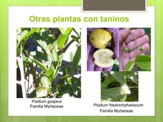 Otras plantas con taninos
Psidium guajava
Familia Myrtaceae Psidium friedrichsthalianum
Familia Myrtaceae
 