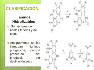 CLASIFICACION
Taninos
Hidrolizables
 Son ésteres de
ácidos fenoles y de
osas.
 Antiguamente se les
llamaban taninos
pirogálicos, porque
procedían del
pirogalol, por
destilación seca.
 