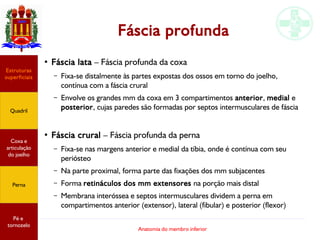 Anatomia do membro inferior
Fáscia profunda
●
Fáscia lata – Fáscia profunda da coxa
– Fixa-se distalmente às partes expostas dos ossos em torno do joelho,
contínua com a fáscia crural
– Envolve os grandes mm da coxa em 3 compartimentos anterior, medial e
posterior, cujas paredes são formadas por septos intermusculares de fáscia
●
Fáscia crural – Fáscia profunda da perna
– Fixa-se nas margens anterior e medial da tíbia, onde é contínua com seu
periósteo
– Na parte proximal, forma parte das fixações dos mm subjacentes
– Forma retináculos dos mm extensores na porção mais distal
– Membrana interóssea e septos intermusculares dividem a perna em
compartimentos anterior (extensor), lateral (fibular) e posterior (flexor)
Estruturas
superficiais
Quadril
Coxa e
articulação
do joelho
Perna
Pé e
tornozelo
 