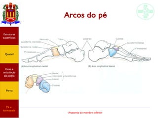 Anatomia do membro inferior
Arcos do pé
Estruturas
superficiais
Quadril
Coxa e
articulação
do joelho
Perna
Pé e
tornozelo
 