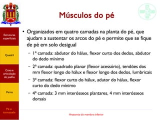 Anatomia do membro inferior
Músculos do pé
●
Organizados em quatro camadas na planta do pé, que
ajudam a sustentar os arcos do pé e permite que se fique
de pé em solo desigual
– 1ª camada: abdutor do hálux, flexor curto dos dedos, abdutor
do dedo mínimo
– 2ª camada: quadrado planar (flexor acessório), tendões dos
mm flexor longo do hálux e flexor longo dos dedos, lumbricais
– 3ª camada: flexor curto do hálux, adutor do hálux, flexor
curto do dedo mínimo
– 4ª camada: 3 mm interósseos plantares, 4 mm interósseos
dorsais
Estruturas
superficiais
Quadril
Coxa e
articulação
do joelho
Perna
Pé e
tornozelo
 