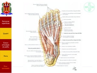 Anatomia do membro inferior
Estruturas
superficiais
Quadril
Coxa e
articulação
do joelho
Perna
Pé e
tornozelo
 