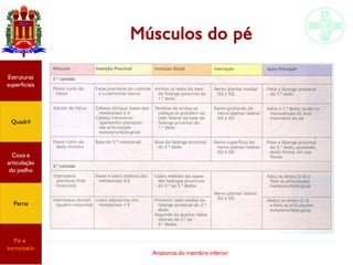 Anatomia do membro inferior
Músculos do pé
Estruturas
superficiais
Quadril
Coxa e
articulação
do joelho
Perna
Pé e
tornozelo
 