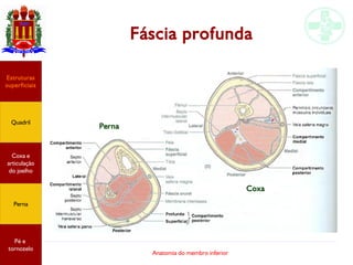 Anatomia do membro inferior
Fáscia profunda
Estruturas
superficiais
Quadril
Coxa e
articulação
do joelho
Perna
Pé e
tornozelo
Coxa
Perna
 