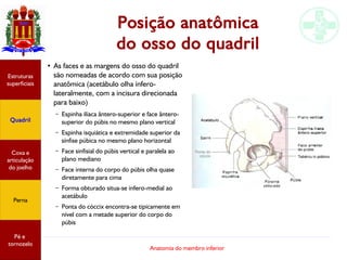 Anatomia do membro inferior
Posição anatômica
do osso do quadril
●
As faces e as margens do osso do quadril
são nomeadas de acordo com sua posição
anatômica (acetábulo olha ínfero-
lateralmente, com a incisura direcionada
para baixo)
– Espinha ilíaca ântero-superior e face ântero-
superior do púbis no mesmo plano vertical
– Espinha isquiática e extremidade superior da
sínfise púbica no mesmo plano horizontal
– Face sinfisial do púbis vertical e paralela ao
plano mediano
– Face interna do corpo do púbis olha quase
diretamente para cima
– Forma obturado situa-se ínfero-medial ao
acetábulo
– Ponta do cóccix encontra-se tipicamente em
nível com a metade superior do corpo do
púbis
Estruturas
superficiais
Quadril
Coxa e
articulação
do joelho
Perna
Pé e
tornozelo
 