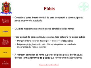 Anatomia do membro inferior
Púbis
●
Compõe a parte ântero-medial do osso do quadril e contribui para a
parte anterior do acetábulo
●
Dividido medialmente em um corpo achatado e dois ramos
●
Face sinfisial do corpo articula-se com a face colateral na sínfise púbica
– Margem ântero-superior dos corpos + sínfise = crista púbica
– Pequenas projeções (tubérculos púbicos) são pontos de referência
importantes das regiões inguinais
●
A margem posterior do ramo superior do púbis possui borda aguda
elevada (linha pectínea do púbis) que forma uma margem pélvica
Estruturas
superficiais
Quadril
Coxa e
articulação
do joelho
Perna
Pé e
tornozelo
 