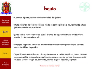 Anatomia do membro inferior
Ísquio
●
Compõe a parte póstero-inferior do osso do quadril
●
Parte superior do corpo do ísquio funde-se com o púbis e o ílio, formando a face
póstero-inferior do acetábulo
●
Junto com o ramo inferior do púbis, o ramo do ísquio constitui o limite ínfero-
medial do forame obturado
●
Projeção rugosa na junção da extremidade inferior do corpo do ísquio com seu
ramo é o túber isquiático
●
Superfícies externas do ramo do ísquio anterior ao túber isquiático, assim como o
corpo do púbis, proporcionam as fixações para os mm do compartimento medial
da coxa (adutor longo, adutor curto, adutor magno, pectíneo, e grácil)
Estruturas
superficiais
Quadril
Coxa e
articulação
do joelho
Perna
Pé e
tornozelo
 