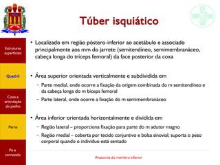 Anatomia do membro inferior
Túber isquiático
●
Localizado em região póstero-inferior ao acetábulo e associado
principalmente aos mm do jarrete (semitendíneo, semimembranáceo,
cabeça longa do tríceps femoral) da face posterior da coxa
●
Área superior orientada verticalmente e subdividida em
– Parte medial, onde ocorre a fixação da origem combinada do m semitendíneo e
da cabeça longa do m bíceps femoral
– Parte lateral, onde ocorre a fixação do m semimembranáceo
●
Área inferior orientada horizontalmente e dividida em
– Região lateral – proporciona fixação para parte do m adutor magno
– Região medial – coberta por tecido conjuntivo e bolsa sinovial; suporta o peso
corporal quando o indivíduo está sentado
Estruturas
superficiais
Quadril
Coxa e
articulação
do joelho
Perna
Pé e
tornozelo
 