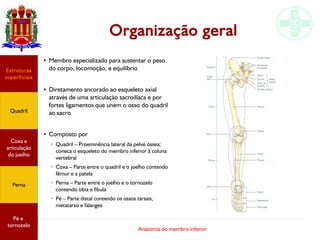 Anatomia do membro inferior
Organização geral
Estruturas
superficiais
Quadril
Coxa e
articulação
do joelho
Perna
Pé e
tornozelo
●
Membro especializado para sustentar o peso
do corpo, locomoção, e equilíbrio
●
Diretamento ancorado ao esqueleto axial
através de uma articulação sacroilíaca e por
fortes ligamentos que unem o osso do quadril
ao sacro
●
Composto por
– Quadril – Proeminência lateral da pelve óssea;
coneca o esqueleto do membro inferior à coluna
vertebral
– Coxa – Parte entre o quadril e o joelho contendo
fêmur e a patela
– Perna – Parte entre o joelho e o tornozelo
contendo tibia e fíbula
– Pé – Parte distal contendo os ossos tarsais,
metatarso e falanges
 