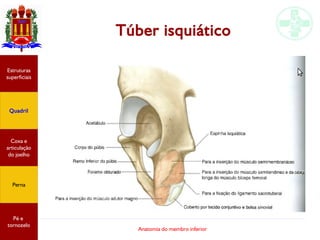 Anatomia do membro inferior
Túber isquiático
Estruturas
superficiais
Quadril
Coxa e
articulação
do joelho
Perna
Pé e
tornozelo
 