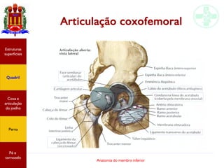 Anatomia do membro inferior
Articulação coxofemoral
Estruturas
superficiais
Quadril
Coxa e
articulação
do joelho
Perna
Pé e
tornozelo
 