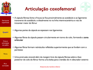 Anatomia do membro inferior
Articulação coxofemoral
●
A cápsula fibrosa forte e frouxa se fixa proximalmente ao acetábulo e ao ligamento
transverso do acetábulo; e distalmente no na linha intertrocantérica e raiz do
trocanter maior do fêmur
●
Algumas partes da cápsula se espessam nos ligamentos
●
Algumas fibras da cápsula passam circularmente em torno do colo, formando a zona
orbicular
●
Algumas fibras formam retináculos refletidos superiormente que se fundem com o
periósteo
●
Uma protrusão sinovial além da margem livre da cápsula fibrosa sobre a face
posterior do colo do fêmur forma uma bolsa para o tendão do m obturador externo
Estruturas
superficiais
Quadril
Coxa e
articulação
do joelho
Perna
Pé e
tornozelo
 