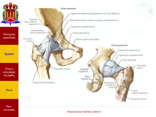 Anatomia do membro inferior
Estruturas
superficiais
Quadril
Coxa e
articulação
do joelho
Perna
Pé e
tornozelo
 