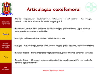 Anatomia do membro inferior
Articulação coxofemoral
●
Flexão – Iliopsoas, sartório, tensor da fáscia lata, reto femoral, pectíneo, adutor longo,
adutor curto, parte anterior do adutor magno, grácil
●
Extensão – Jarrete, parte posterior do adutor magno, glúteo máximo (age a partir de
uma posição completamente fletida)
●
Abdução – Glúteo médio e mínimo, tensor da fáscia lata
●
Adução – Adutor longo, adutor curto, adutor magno, grácil, pectíneo, obturador externo
●
Rotação medial – Fibras anteriores do glúteo médio, glúteo mínimo, tensor da fáscia lata
●
Rotação lateral – Obturador externo, obturador interno, gêmeos, piriforme, quadrado
femoral e glúteo máximo
Estruturas
superficiais
Quadril
Coxa e
articulação
do joelho
Perna
Pé e
tornozelo
 