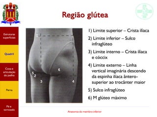 Anatomia do membro inferior
Região glútea
Estruturas
superficiais
Quadril
Coxa e
articulação
do joelho
Perna
Pé e
tornozelo
1) Limite superior – Crista ilíaca
2) Limite inferior – Sulco
infraglúteo
3) Limite interno – Crista ilíaca
e cóccix
4) Limite externo – Linha
vertical imaginária descendo
da espinha ilíaca ântero-
superior ao trocânter maior
5) Sulco infraglúteo
6) M glúteo máximo
2
1
3
2
4
5
6
 