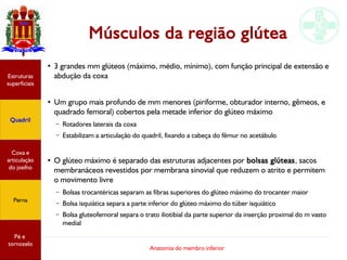 Anatomia do membro inferior
Músculos da região glútea
Estruturas
superficiais
Quadril
Coxa e
articulação
do joelho
Perna
Pé e
tornozelo
●
3 grandes mm glúteos (máximo, médio, mínimo), com função principal de extensão e
abdução da coxa
●
Um grupo mais profundo de mm menores (piriforme, obturador interno, gêmeos, e
quadrado femoral) cobertos pela metade inferior do glúteo máximo
– Rotadores laterais da coxa
– Estabilizam a articulação do quadril, fixando a cabeça do fêmur no acetábulo
●
O glúteo máximo é separado das estruturas adjacentes por bolsas glúteas, sacos
membranáceos revestidos por membrana sinovial que reduzem o atrito e permitem
o movimento livre
– Bolsas trocantéricas separam as fibras superiores do glúteo máximo do trocanter maior
– Bolsa isquiática separa a parte inferior do glúteo máximo do túber isquiático
– Bolsa gluteofemoral separa o trato iliotibial da parte superior da inserção proximal do m vasto
medial
 