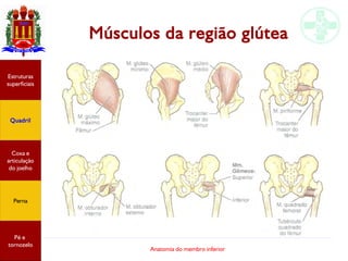 Anatomia do membro inferior
Músculos da região glútea
Estruturas
superficiais
Quadril
Coxa e
articulação
do joelho
Perna
Pé e
tornozelo
 