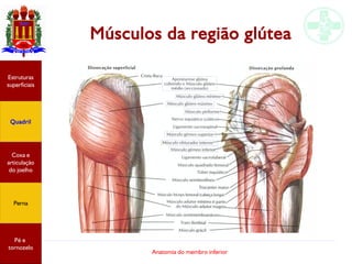 Anatomia do membro inferior
Músculos da região glútea
Estruturas
superficiais
Quadril
Coxa e
articulação
do joelho
Perna
Pé e
tornozelo
 