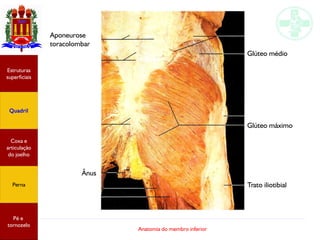 Anatomia do membro inferior
Ânus
Glúteo médio
Glúteo máximo
Trato iliotibial
Aponeurose
toracolombar
Estruturas
superficiais
Quadril
Coxa e
articulação
do joelho
Perna
Pé e
tornozelo
 