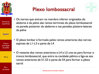 Anatomia do membro inferior
Plexo lombossacral
●
Os nervos que entram no membro inferior originados do
abdome e da pelve são ramos terminais do plexo lombossacral
na parede posterior do abdome e nas paredes póstero-laterais
da pelve
●
O plexo lombar é formado pelos ramos anteriores dos nervos
espinais de L1-L3 e parte de L4
●
O restante dos ramos anteriores e L4 e L5 une-se para formar o
tronco lombossacral, que entra na cavidade pélvica e liga-se aos
ramos anteriores de S1-S3 e parte de S4 para formar o plexo
sacral
Estruturas
superficiais
Quadril
Coxa e
articulação
do joelho
Perna
Pé e
tornozelo
 