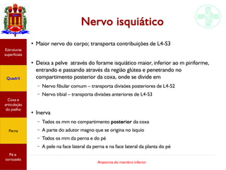 Anatomia do membro inferior
Nervo isquiático
●
Maior nervo do corpo; transporta contribuições de L4-S3
●
Deixa a pelve através do forame isquiático maior, inferior ao m piriforme,
entrando e passando através da região glútea e penetrando no
compartimento posterior da coxa, onde se divide em
– Nervo fibular comum – transporta divisões posteriores de L4-S2
– Nervo tibial – transporta divisões anteriores de L4-S3
●
Inerva
– Todos os mm no compartimento posterior da coxa
– A parte do adutor magno que se origina no ísquio
– Todos os mm da perna e do pé
– A pele na face lateral da perna e na face lateral da planta do pé
Estruturas
superficiais
Quadril
Coxa e
articulação
do joelho
Perna
Pé e
tornozelo
 