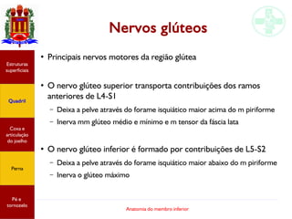 Anatomia do membro inferior
Nervos glúteos
●
Principais nervos motores da região glútea
●
O nervo glúteo superior transporta contribuições dos ramos
anteriores de L4-S1
– Deixa a pelve através do forame isquiático maior acima do m piriforme
– Inerva mm glúteo médio e mínimo e m tensor da fáscia lata
●
O nervo glúteo inferior é formado por contribuições de L5-S2
– Deixa a pelve através do forame isquiático maior abaixo do m piriforme
– Inerva o glúteo máximo
Estruturas
superficiais
Quadril
Coxa e
articulação
do joelho
Perna
Pé e
tornozelo
 