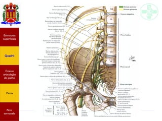 Anatomia do membro inferior
Estruturas
superficiais
Quadril
Coxa e
articulação
do joelho
Perna
Pé e
tornozelo
 