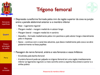 Anatomia do membro inferior
Trígono femoral
●
Depressão cuneiforme formada pelos mm da região superior da coxa na junção
entre a parede abdominal anterior e o membro inferior
– Base – Ligamento inguinal
– Margem medial – margem medial do m adutor longo
– Margem lateral – margem medial do m sartório
– Assoalho – formado medialmente pelos mm pectíneo e pelo adutor longo e lateralmente
pelo m iliopsoas
– Ápice – contínuo com o canal dos aduotres, que desce medialmente pela coxa e se abre
posteriormente na fossa poplítea
●
Passagem do nervo femoral, artéria e veia femorais e vasos linfáticos
– Envolvidos pela bainha femoral
– A artéria femoral pode ser palpada no trígono femoral em uma região imediatamente
inferior ao ligamento inguinal e a meio caminho entre a espinha ilíaca ântero-suerior e a
sínfise púbica
Estruturas
superficiais
Quadril
Coxa e
articulação
do joelho
Perna
Pé e
tornozelo
 