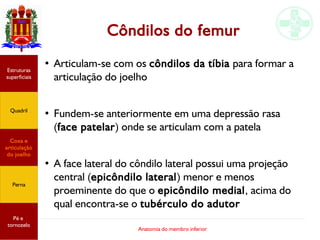 Anatomia do membro inferior
Côndilos do femur
●
Articulam-se com os côndilos da tíbia para formar a
articulação do joelho
●
Fundem-se anteriormente em uma depressão rasa
(face patelar) onde se articulam com a patela
●
A face lateral do côndilo lateral possui uma projeção
central (epicôndilo lateral) menor e menos
proeminente do que o epicôndilo medial, acima do
qual encontra-se o tubérculo do adutor
Estruturas
superficiais
Quadril
Coxa e
articulação
do joelho
Perna
Pé e
tornozelo
 