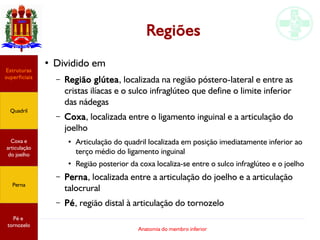Anatomia do membro inferior
Regiões
●
Dividido em
– Região glútea, localizada na região póstero-lateral e entre as
cristas ilíacas e o sulco infraglúteo que define o limite inferior
das nádegas
– Coxa, localizada entre o ligamento inguinal e a articulação do
joelho
●
Articulação do quadril localizada em posição imediatamente inferior ao
terço médio do ligamento inguinal
●
Região posterior da coxa localiza-se entre o sulco infraglúteo e o joelho
– Perna, localizada entre a articulação do joelho e a articulação
talocrural
– Pé, região distal à articulação do tornozelo
Estruturas
superficiais
Quadril
Coxa e
articulação
do joelho
Perna
Pé e
tornozelo
 