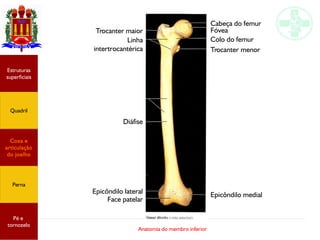 Anatomia do membro inferior
Trocanter maior
Linha
intertrocantérica
Diáfise
Epicôndilo lateral
Estruturas
superficiais
Quadril
Coxa e
articulação
do joelho
Perna
Pé e
tornozelo
Face patelar
Epicôndilo medial
Trocanter menor
Colo do femur
Fóvea
Cabeça do femur
 