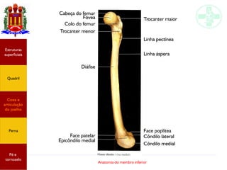 Anatomia do membro inferior
Cabeça do femur
Fóvea
Colo do femur
Trocanter menor
Diáfise
Face patelar
Epicôndilo medial
Côndilo medial
Côndilo lateral
Face poplítea
Linha áspera
Linha pectínea
Trocanter maior
Estruturas
superficiais
Quadril
Coxa e
articulação
do joelho
Perna
Pé e
tornozelo
 