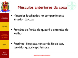 Anatomia do membro inferior
Músculos anteriores da coxa
● Músculos localizados no compartimento
anterior da coxa
●
Funções de flexão do quadril e extensão do
joelho
● Pectíneo, iliopsoas, tensor da fáscia lata,
sartório, quadríceps femoral
Estruturas
superficiais
Quadril
Coxa e
articulação
do joelho
Perna
Pé e
tornozelo
 