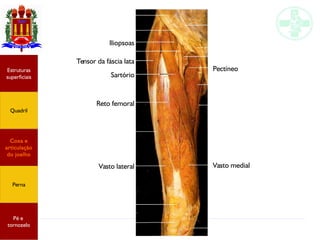 Anatomia do membro inferior
Estruturas
superficiais
Quadril
Coxa e
articulação
do joelho
Perna
Pé e
tornozelo
Iliopsoas
Tensor da fáscia lata
Sartório
Reto femoral
Vasto lateral
Pectíneo
Vasto medial
 
