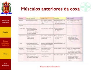 Anatomia do membro inferior
Músculos anteriores da coxa
Estruturas
superficiais
Quadril
Coxa e
articulação
do joelho
Perna
Pé e
tornozelo
 