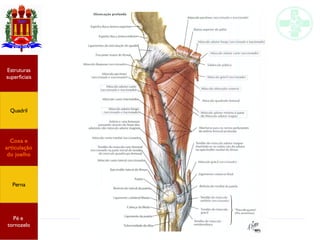 Anatomia do membro inferior
Estruturas
superficiais
Quadril
Coxa e
articulação
do joelho
Perna
Pé e
tornozelo
 