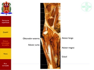 Anatomia do membro inferior
Obturador externo Adutor longo
Adutor curto
Adutor magno
Grácil
Estruturas
superficiais
Quadril
Coxa e
articulação
do joelho
Perna
Pé e
tornozelo
 