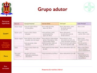 Anatomia do membro inferior
Estruturas
superficiais
Quadril
Coxa e
articulação
do joelho
Perna
Pé e
tornozelo
Grupo adutor
 