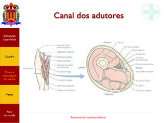 Anatomia do membro inferior
Canal dos adutores
Estruturas
superficiais
Quadril
Coxa e
articulação
do joelho
Perna
Pé e
tornozelo
 
