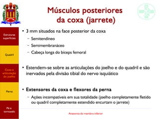 Anatomia do membro inferior
Músculos posteriores
da coxa (jarrete)
●
3 mm situados na face posterior da coxa
– Semitendíneo
– Semimembranáceo
– Cabeça longa do bíceps femoral
●
Estendem-se sobre as articulações do joelho e do quadril e são
inervados pela divisão tibial do nervo isquiático
●
Extensores da coxa e flexores da perna
– Ações incompatíveis em sua totalidade (joelho completamente fletido
ou quadril completamente estendido encurtam o jarrete)
Estruturas
superficiais
Quadril
Coxa e
articulação
do joelho
Perna
Pé e
tornozelo
 