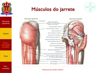 Anatomia do membro inferior
Músculos do jarrete
Estruturas
superficiais
Quadril
Coxa e
articulação
do joelho
Perna
Pé e
tornozelo
 