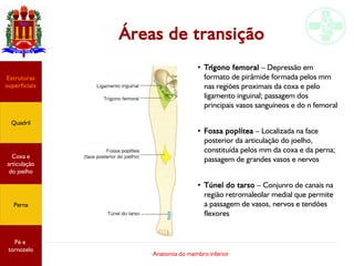 Anatomia do membro inferior
Áreas de transição
●
Trígono femoral – Depressão em
formato de pirâmide formada pelos mm
nas regiões proximais da coxa e pelo
ligamento inguinal; passagem dos
principais vasos sanguíneos e do n femoral
●
Fossa poplítea – Localizada na face
posterior da articulação do joelho,
constituída pelos mm da coxa e da perna;
passagem de grandes vasos e nervos
●
Túnel do tarso – Conjunro de canais na
região retromaleolar medial que permite
a passagem de vasos, nervos e tendões
flexores
Estruturas
superficiais
Quadril
Coxa e
articulação
do joelho
Perna
Pé e
tornozelo
 