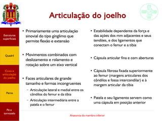Anatomia do membro inferior
Articulação do joelho
●
Primariamente uma articulação
sinovial do tipo gínglimo que
permite flexão e extensão
●
Movimentos combinados com
deslizamento e rolamento e
rotação sobre um eixo vertical
●
Faces articulares de grande
tamanho e formas incongruentes
– Articulaçõe lateral e medial entre os
côndilos do femur e da tíbia
– Articulação intermediária entre a
patela e o femur
Estruturas
superficiais
Quadril
Coxa e
articulação
do joelho
Perna
Pé e
tornozelo
●
Estabilidade dependente da força e
das ações dos mm adjacentes e seus
tendões, e dos ligamentos que
conectam o femur e a tíbia
●
Cápsula articular fina e com aberturas
●
Cápsula fibrosa fixada superiormente
ao femur (margens articulares dos
côndilos e fossa intercondilar) e à
margem articular da tíbia
●
Patela e seu ligamento servem como
uma cápsula em posição anterior
 
