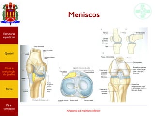Anatomia do membro inferior
Meniscos
Estruturas
superficiais
Quadril
Coxa e
articulação
do joelho
Perna
Pé e
tornozelo
 
