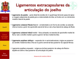 Anatomia do membro inferior
Ligamentos extracapsulares da
articulação do joelho
●
Ligamento da patela – parte distal do tendão do m quadríceps femoral; passa do ápice
e margens adjacentes da patela para a tuberosidade da tíbia; se funde com os retináculos
medial e lateral da patela
●
Ligamento colateral fibular/lateral – arredondado e em forma de cordão; se estende
inferiormente a partir do epicôndilo ateral do femur até a face lateral da cabeça da fíbula
●
Ligamento colateral tibial/medial – faixa achatada; se estende do epicôndilo medial do
femur até o côndilo medial e parte superior da face medial da tíbia
●
Ligamento poplíteo oblíquo – expansão do m semimebranáceo; origina-se posterior
ao côndilo medial da tíbia e fixa-se na parte central da face posterior da cápsula fibrosa
●
Ligamento poplíteo arqueado – origina-se da face posterior da cabeça da fíbula e
espalha-se sobre a face posterior da articulação do joelho
Estruturas
superficiais
Quadril
Coxa e
articulação
do joelho
Perna
Pé e
tornozelo
 