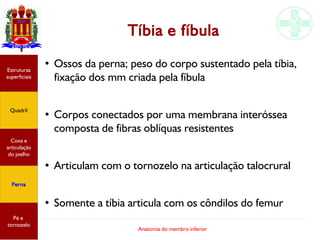 Anatomia do membro inferior
Tíbia e fíbula
●
Ossos da perna; peso do corpo sustentado pela tíbia,
fixação dos mm criada pela fíbula
●
Corpos conectados por uma membrana interóssea
composta de fibras oblíquas resistentes
●
Articulam com o tornozelo na articulação talocrural
●
Somente a tíbia articula com os côndilos do femur
Estruturas
superficiais
Quadril
Coxa e
articulação
do joelho
Perna
Pé e
tornozelo
 
